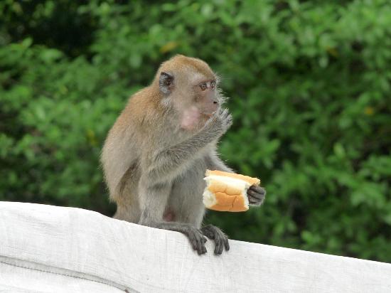 Image of a Monkey